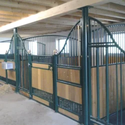 APPALOOSA_21