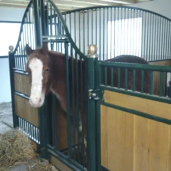 APPALOOSA_22