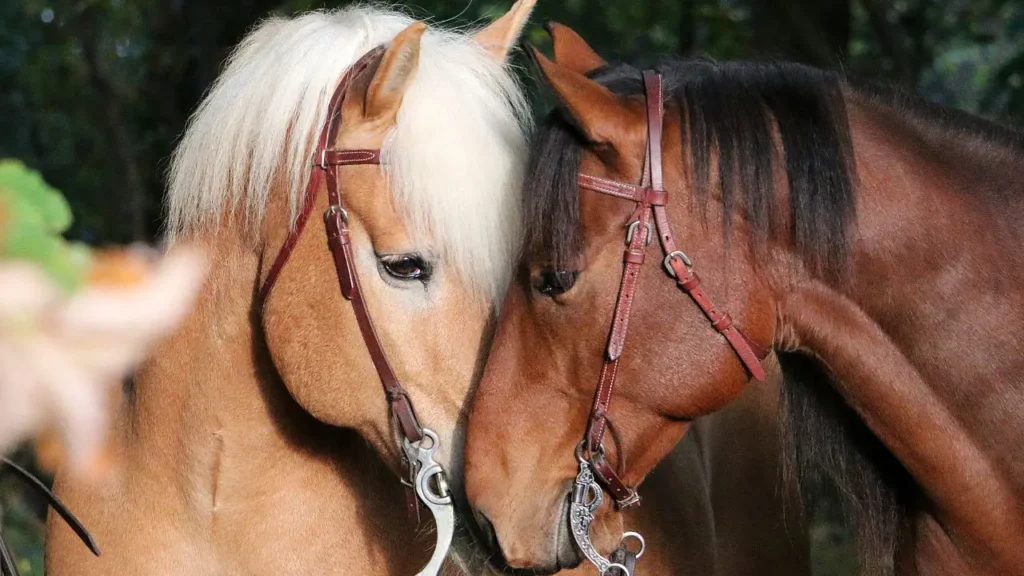 Konie stykające się głowami