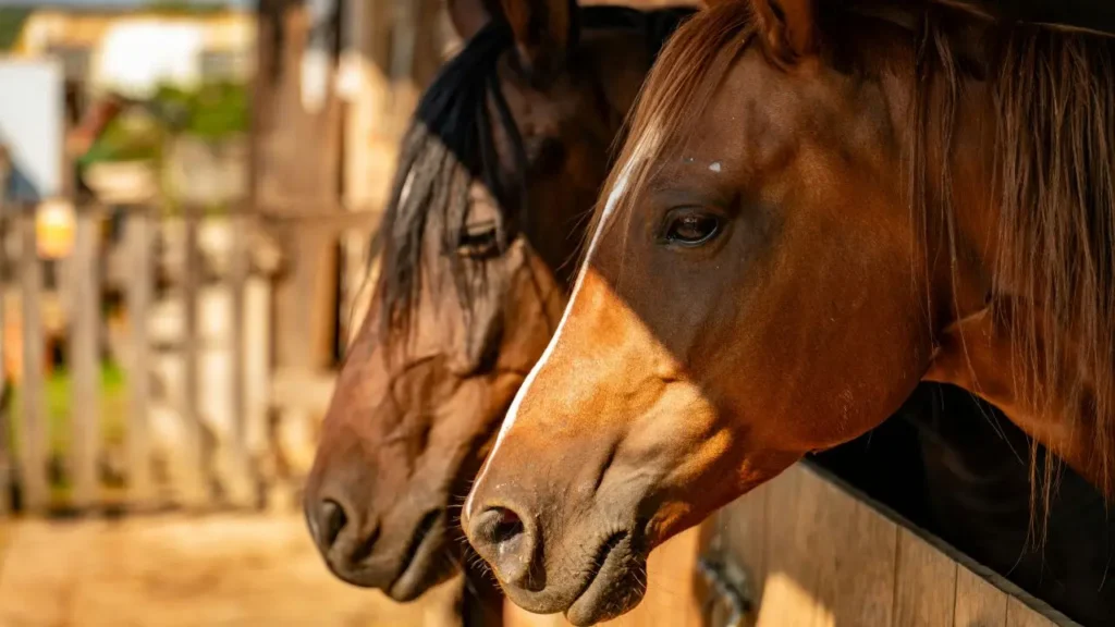 Dwa konie stojące w boksach konnych w stajni
