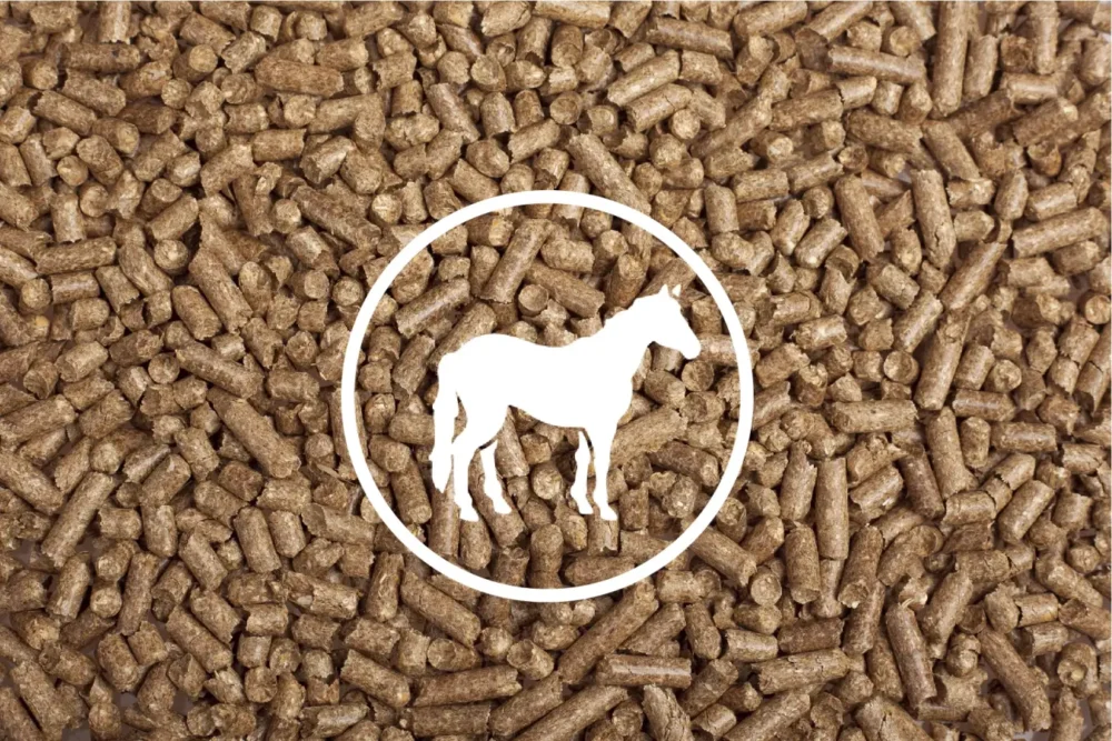 animax_horse Animax Horse