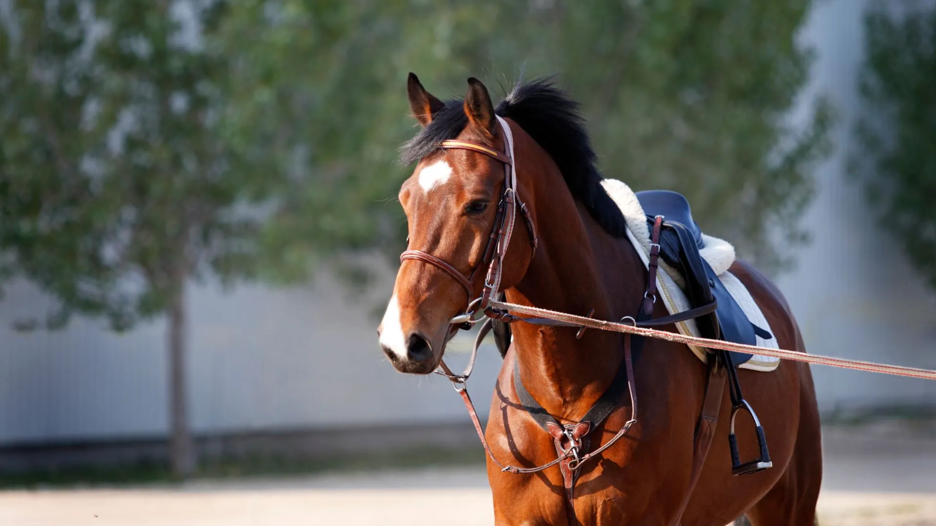 Koń na zewnątrz stajni
