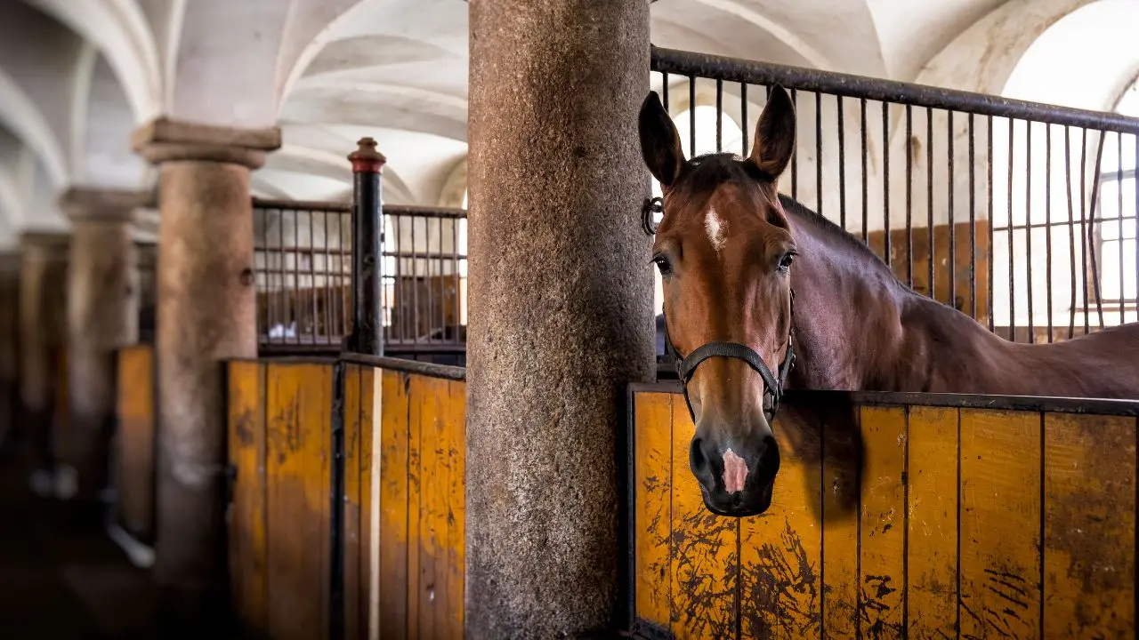 Koń stojący w boksie stajennym