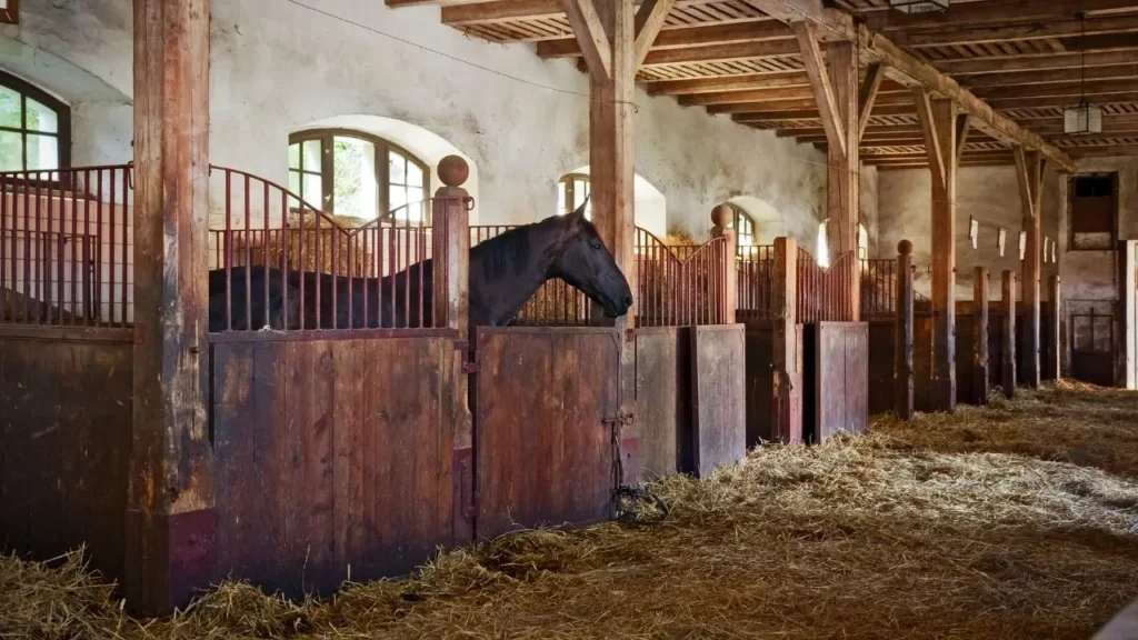 Nowoczesna stajnia