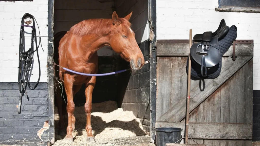 Koń stojący w boksie