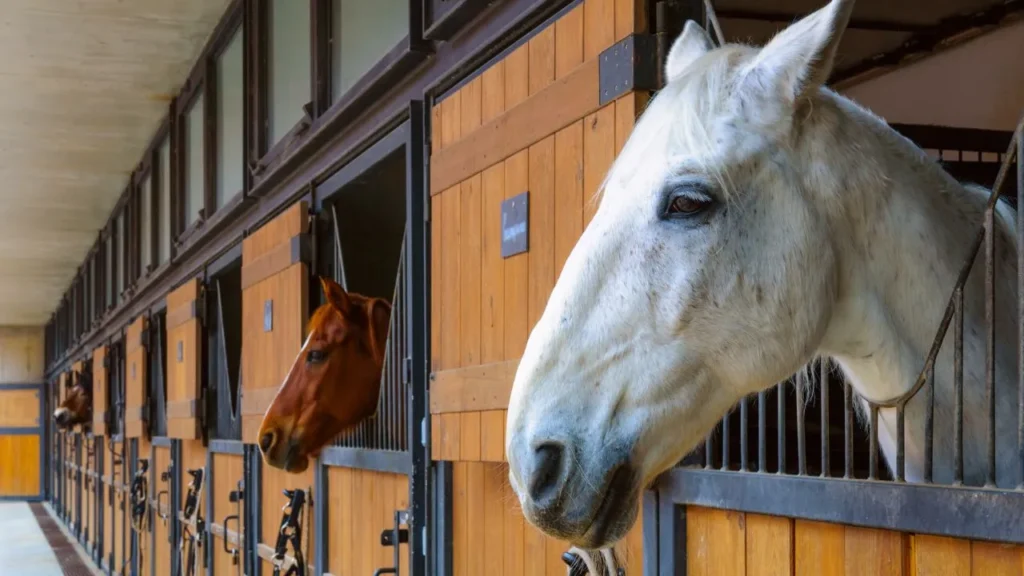 Konie stojące w boksach dla koni