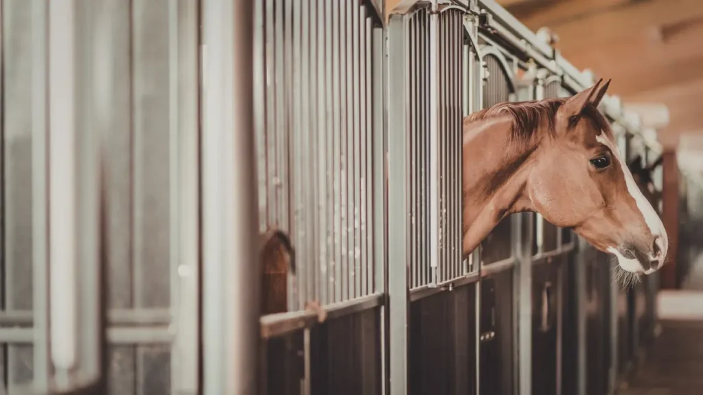 Stanowisko dla konia