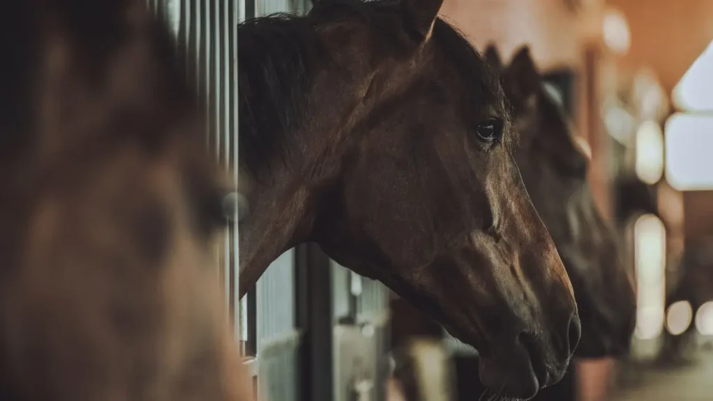 Konie stojące w boksach