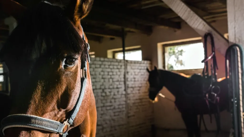 Konie stojące w stajni