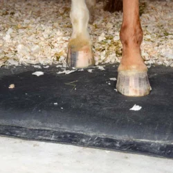 HORSE-STOP_0000_MATELAS-CHEVAUX-LATEX