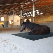 HORSE-STOP_0008_TAPMAT
